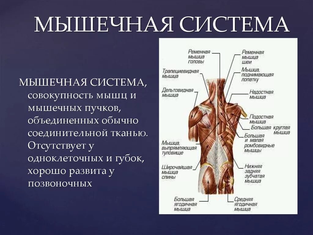 Описание мышц. Строение мышечной системы. Мышцы человека. Расположение мышц. Строение мышечной системы анатомия.