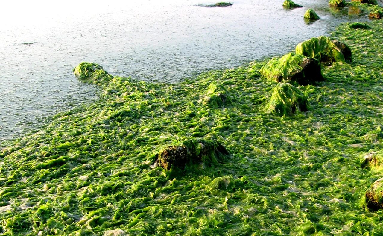 Запах водорослей. Многолетние водоросли. Водоросли в Австралии. Австралия водоросли на берегу.