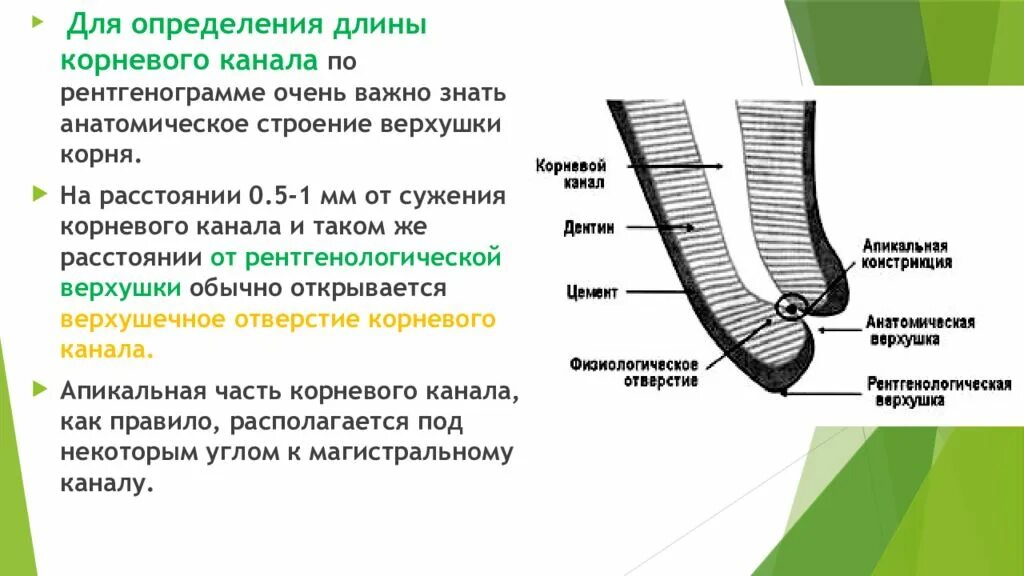 Определение корневых каналов. Метод определения рабочей длины корневого канала. Анатомический метод определения рабочей длины корневого канала. Методы определения рабочей длины корневого канала зуба. Способы определения рабочей длины корневого.