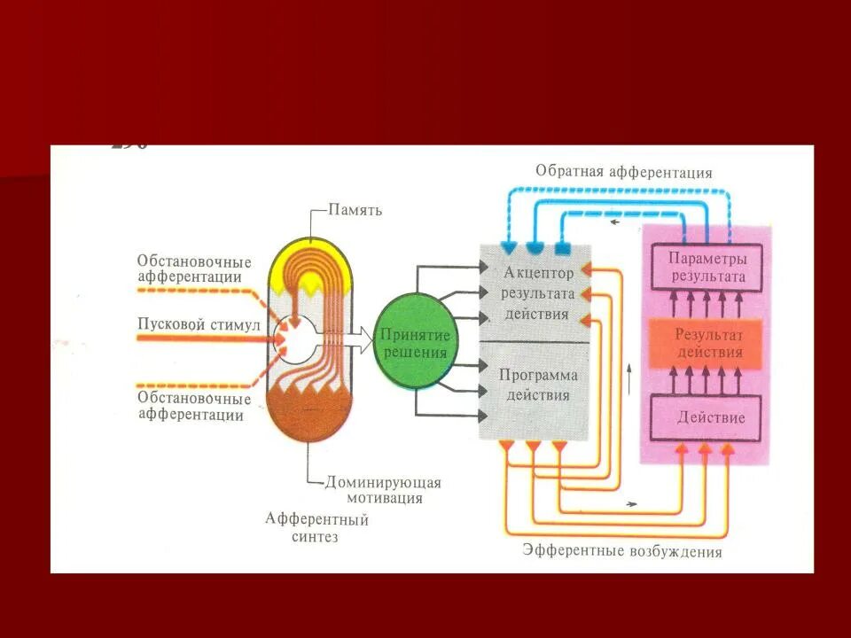 Обратная афферентация физиология. Афферентация это в физиологии. Роль обратной афферентации в рефлекторной регуляции. Роль обратной афферентации в рефлекторной регуляции функций. Афферентация это