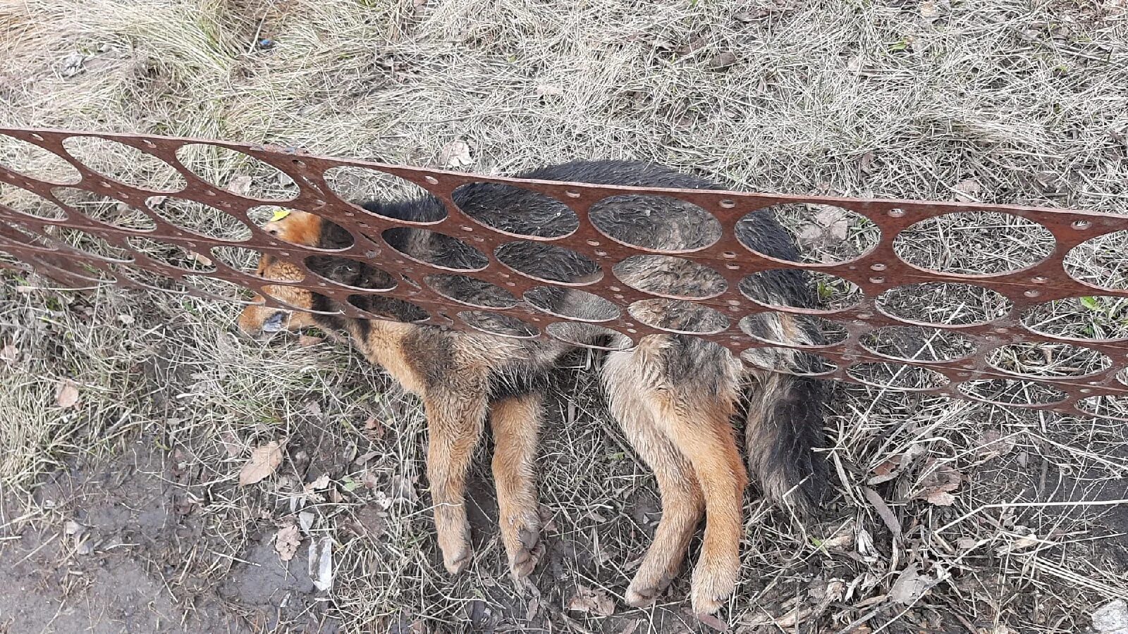 Остров спасения. Безобидны собаки которым не нужно внимание. Безобидны собаки которым не нужно внимание. Травля бездомных животных. Бездомные собаки.