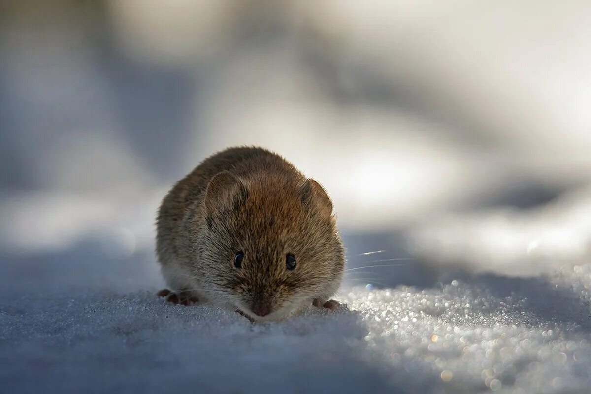 Полевые мыши зимой. Снежная полевка. Мышь зимой. Полевка зимой. Лесная мышь зимой.