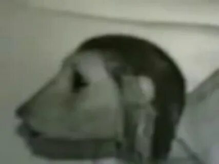 Женщина крыса видео