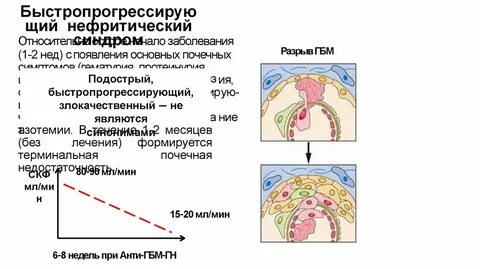 При гломерулонефрите поражается тест аккредитация