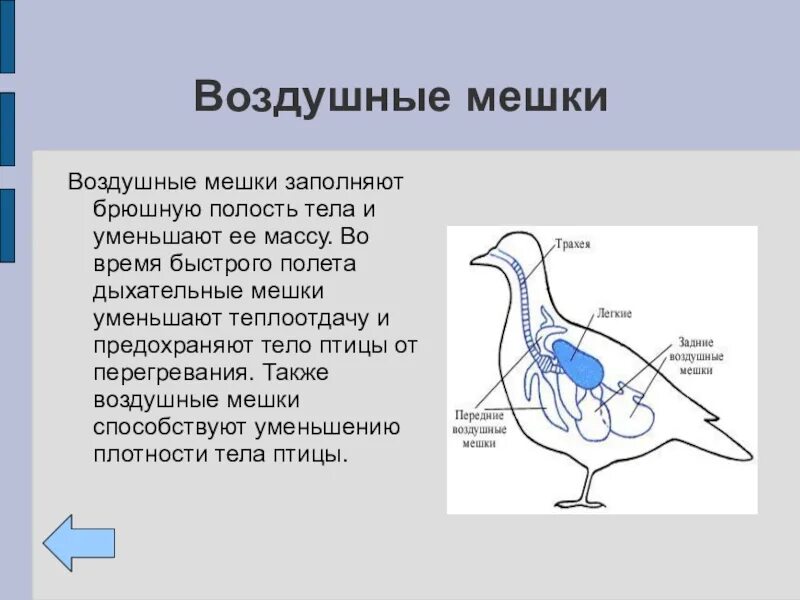 Имеют ли легкие птицы. Дыхательная система птиц 7 класс биология. Дыхательная система птиц воздушные мешки. Воздушные мешки 7 класс биология. Дыхательная система птиц схема биология.