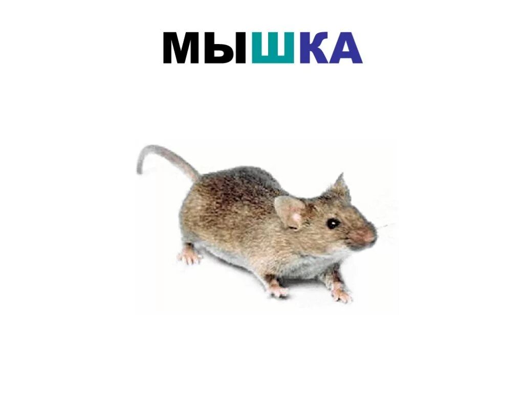 Мышиный как пишется