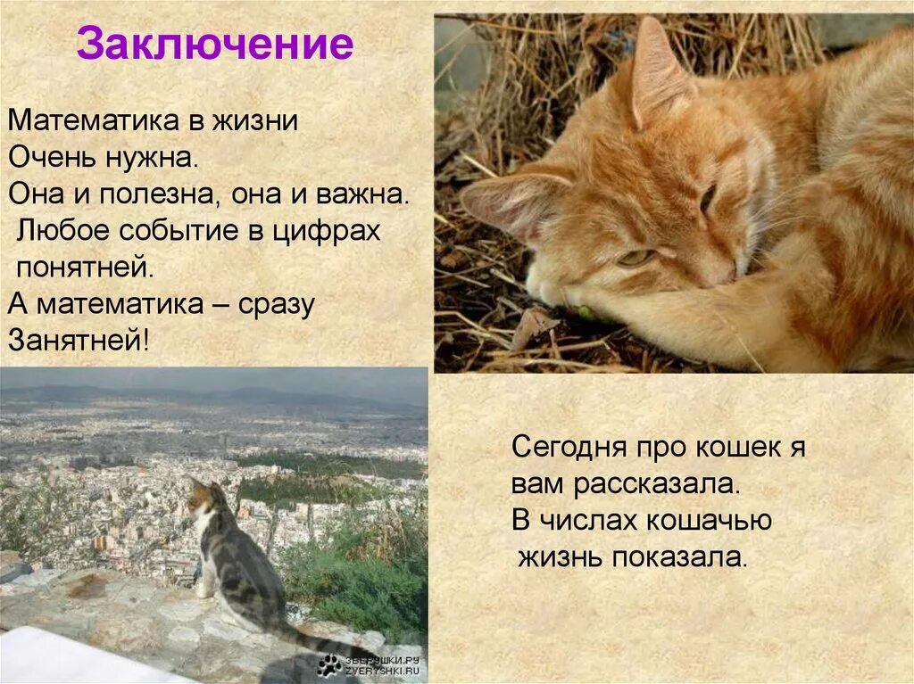 Жизнь кошечек