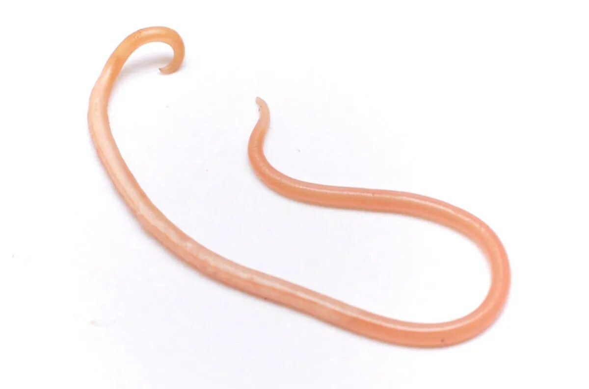 Человеческая аскарида круглый червь. Круглые черви аскарида человеческая. Круглые черви паразиты аскарида. Круглый червь человеческая аскарида.