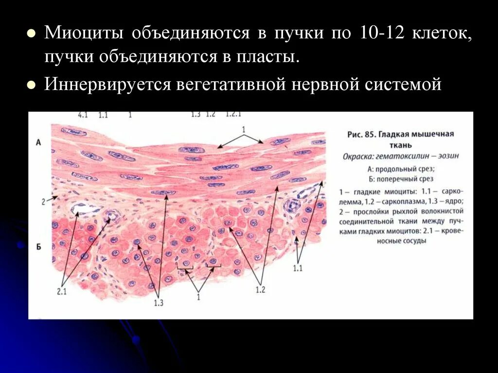 Состоит из клеток миоцитов. Строение гладких миоцитов. пучки миоцитов. миоциты это клетки. строение гладкого миоцита.