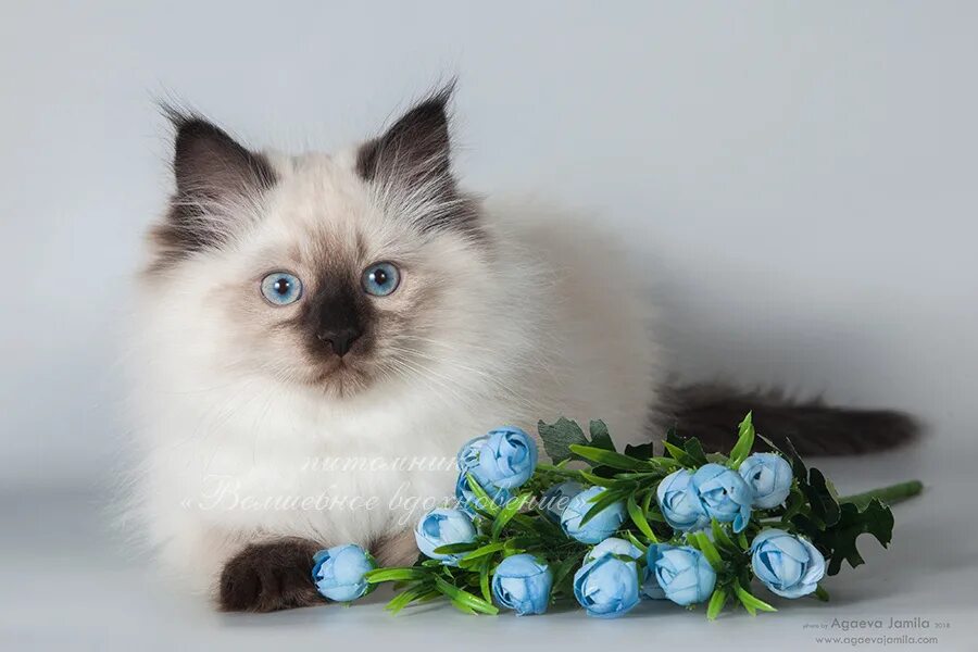 невская маскарадная сибирский колор пойнт. невская маскарадная кошка. маскарадная кошка питомник. невская маскарадная кошка жемчуг невы. питомник невская маскарадная кошка заводчик жемчуг невы.