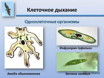 Амеба обыкновенная дышит кислородом растворенным в воде
