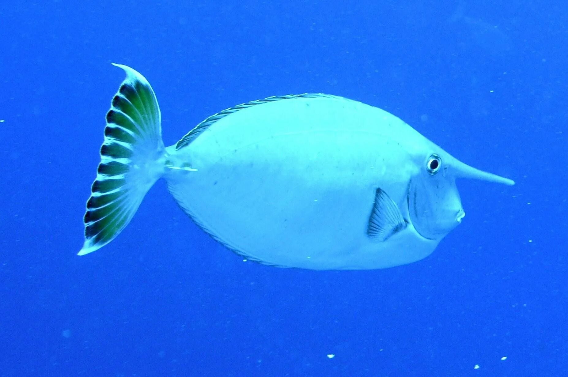 Fish may be