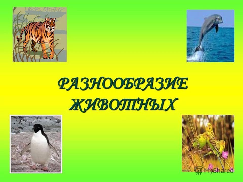 Мир животных урок 3 класс. Мир животных урок 3 класс. Мир животных урок 3 класс. Мир животных урок 3 класс. Звери дикие и домашние.