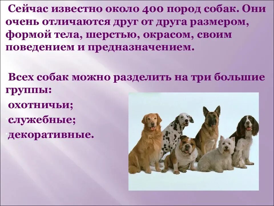 Методы улучшения пород кошек собак в клубах. Кошки и собаки для презентации. Презентация на тему собаки и кошки. Проект на тему про кошек и собак.