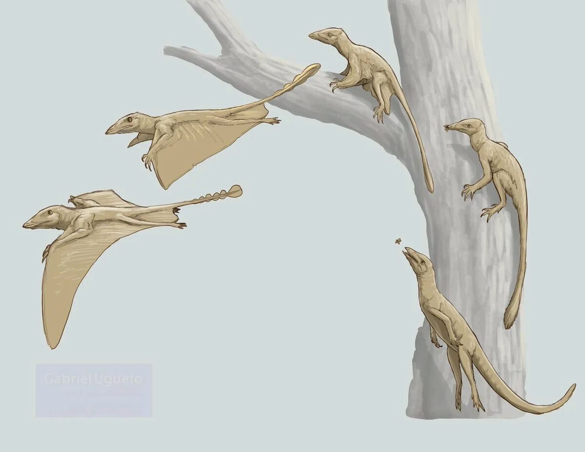 Эволюция птерозавров. Птерозавры палеоарт. Птерозавры Триасового периода. Строение Птерозавра.