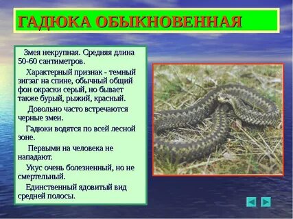 Описание змеи гадюки