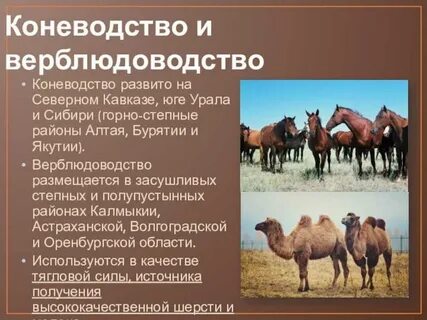 Какой народ занимается верблюдоводством