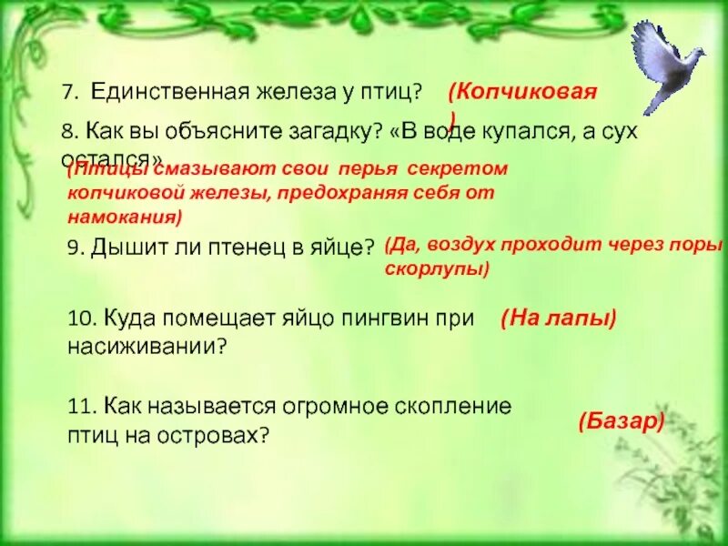 Секрет копчиковой железы птиц. Единственная железа у птиц. В воде купался а сух. Кто в воде купался а сухим остался ответ на загадку. В воде купался а сух остался.