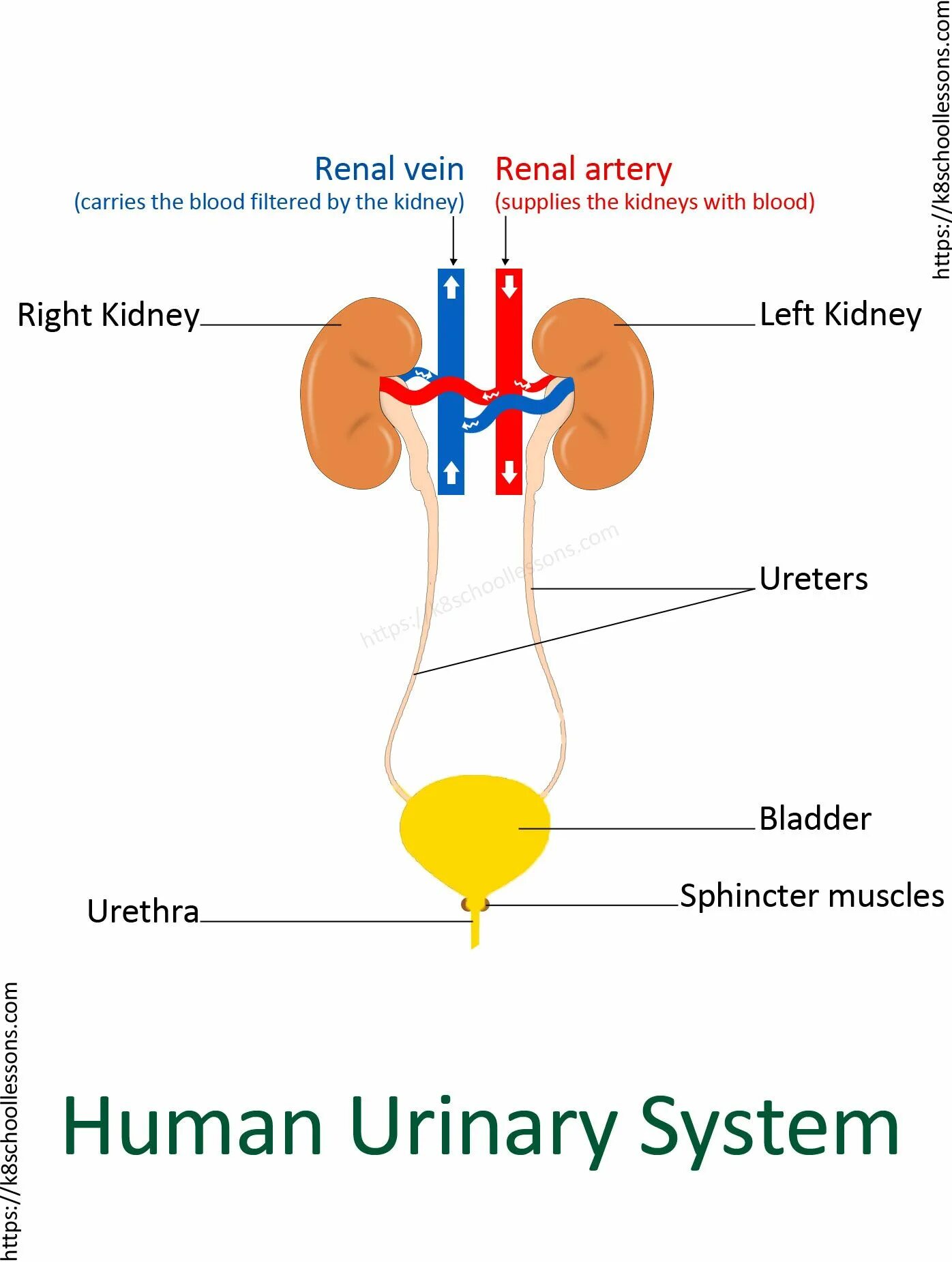 Urinary system. Urinary System diagram. Urinary System components. Excretory System for Kids. Excretory System functions.