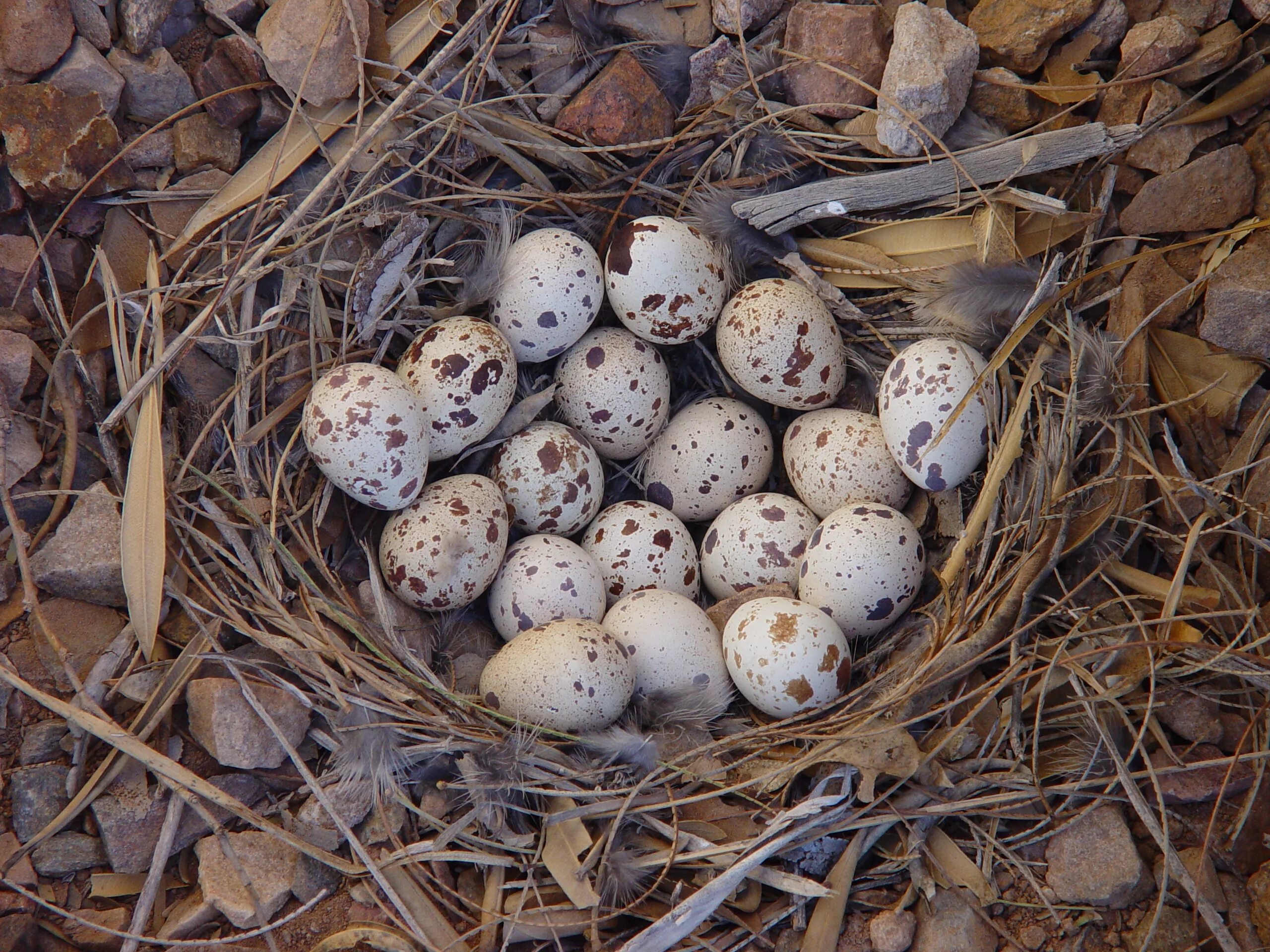 Откладывают большое количество яиц. Гнездо дикой перепёлки. Гнездо перепелки. Гнездо перепёлки с циплёнком. Гнездо для перепелов.