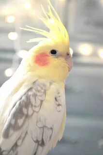 Зачем кореллы