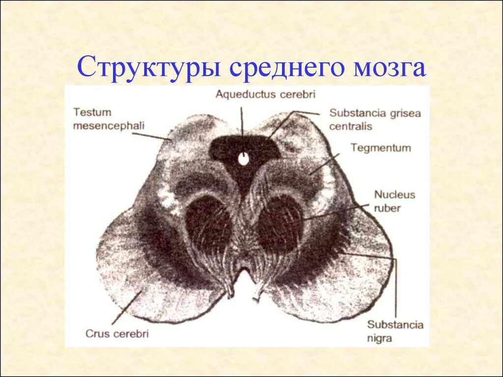 Средний мозг поперечный разрез схема. Срез среднего мозга схема. Поперечный срез среднего мозга схема. Средний мозг анатомия внешнее строение.