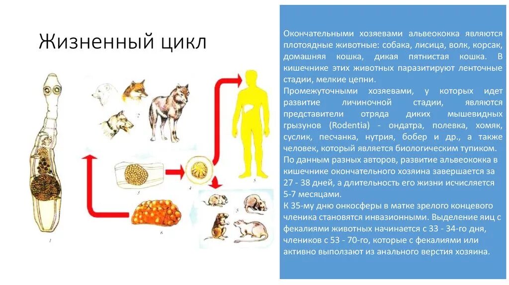 Можно ли считать человека промежуточным хозяином эхинококка. Альвеококкоз окончательный хозяин. Цикл развития эхинококка и альвеококка. Пути заражения человека альвеококкозом. Альвеококкоз животных цикл развития.