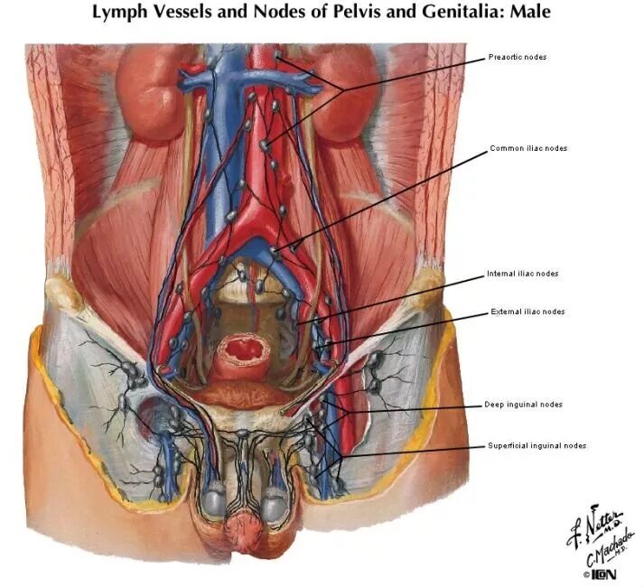поверхностные и глубокие паховые лимфатические узлы. подвздошные лимфоузлы. лимфатическая система члена. паховые лимфоузлы анатомия. топография бедренного (скарповского) треугольника.