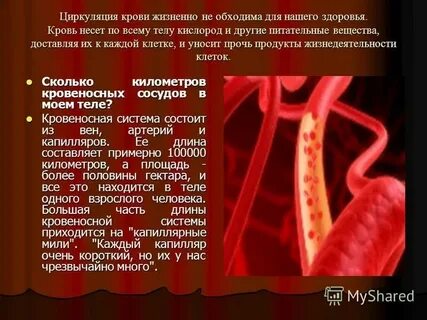 Правильная последовательность прохождения порции кислорода
