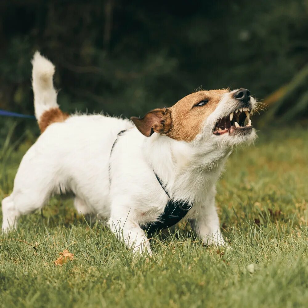 Агрессивный джек рассел. Jack russell terrier. Джек рассел дрессировка. Рассел терьер. Джек рассел.