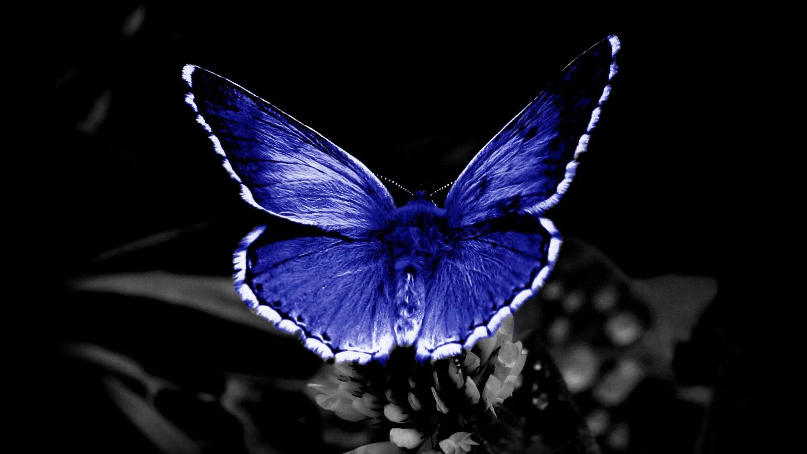 Бабочка черный глянец. Фото черное сердце на черном фоне.