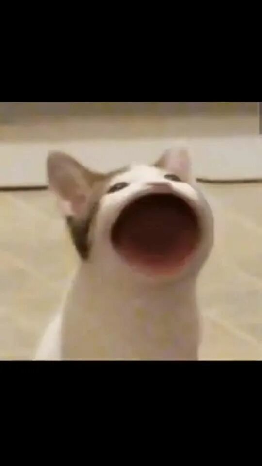 Popcat click. Popcat. pog cat. popcat фото.