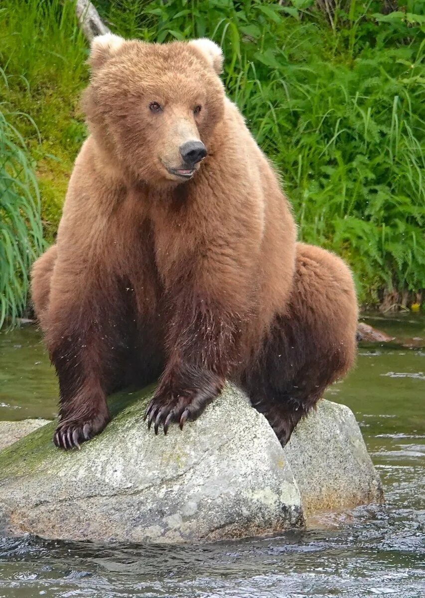 Обитатели аляски. Медведь Гризли. Гризли на Аляске. Бурый медведь на Аляске. Животные Аляски.