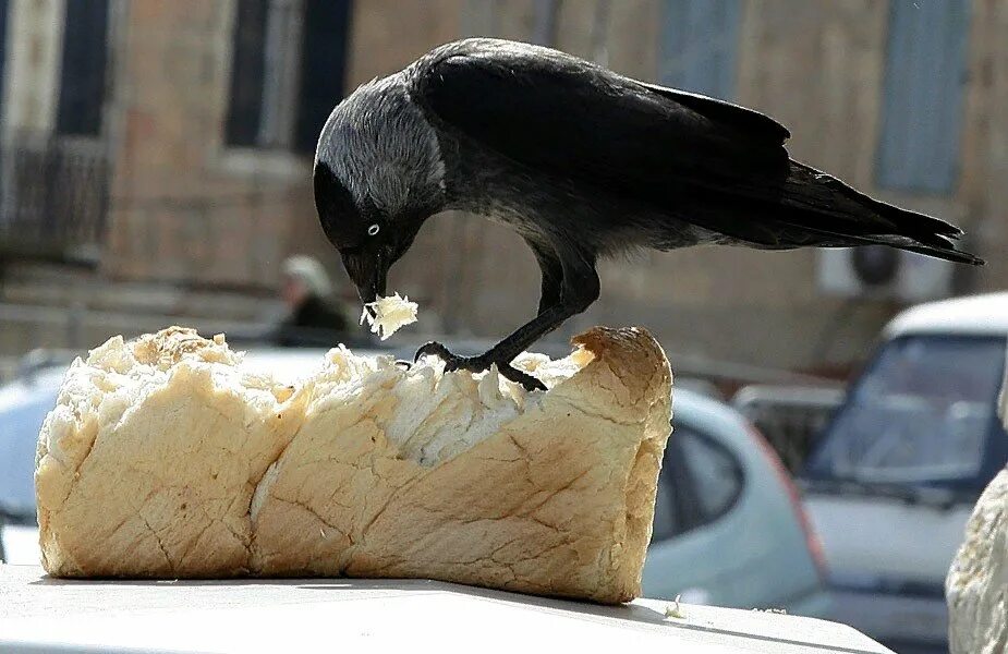 Птицы едят железо. Ворона питание. Ворона с едой в клюве. Серая ворона питается. Ворона с хлебом.