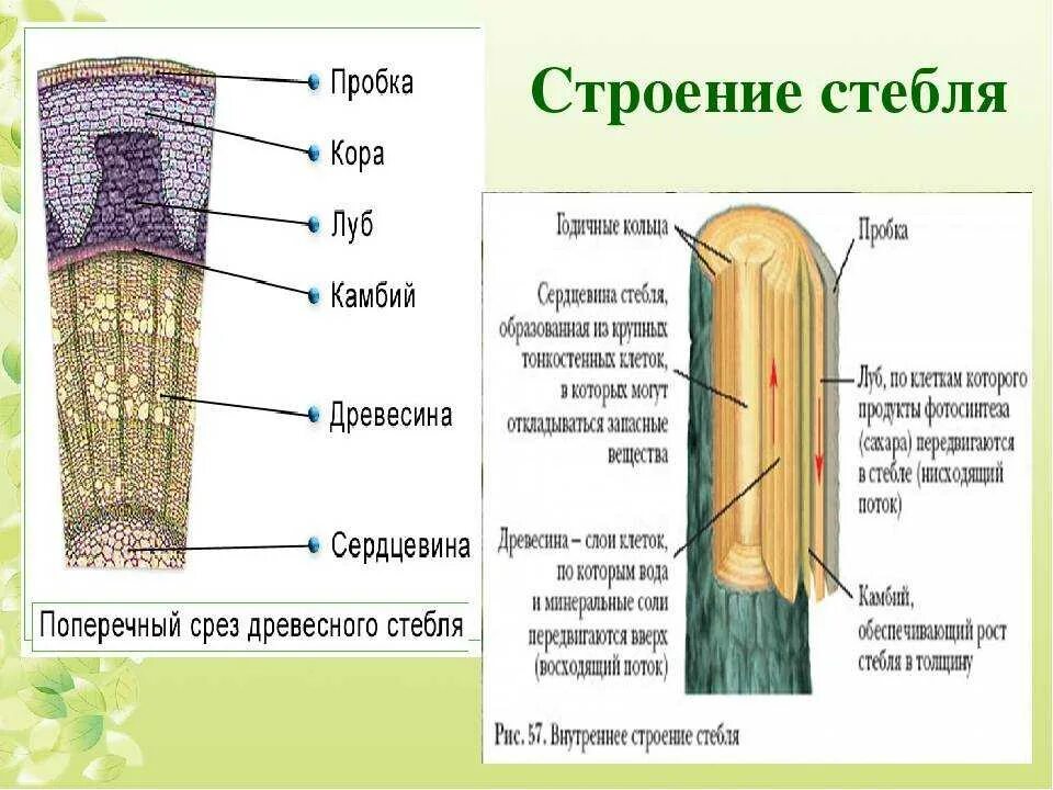 Внутреннее строение стебля и функции 6 класс биология. Строение поперечного сечения стебля. Биология 6 кл строение стебля.