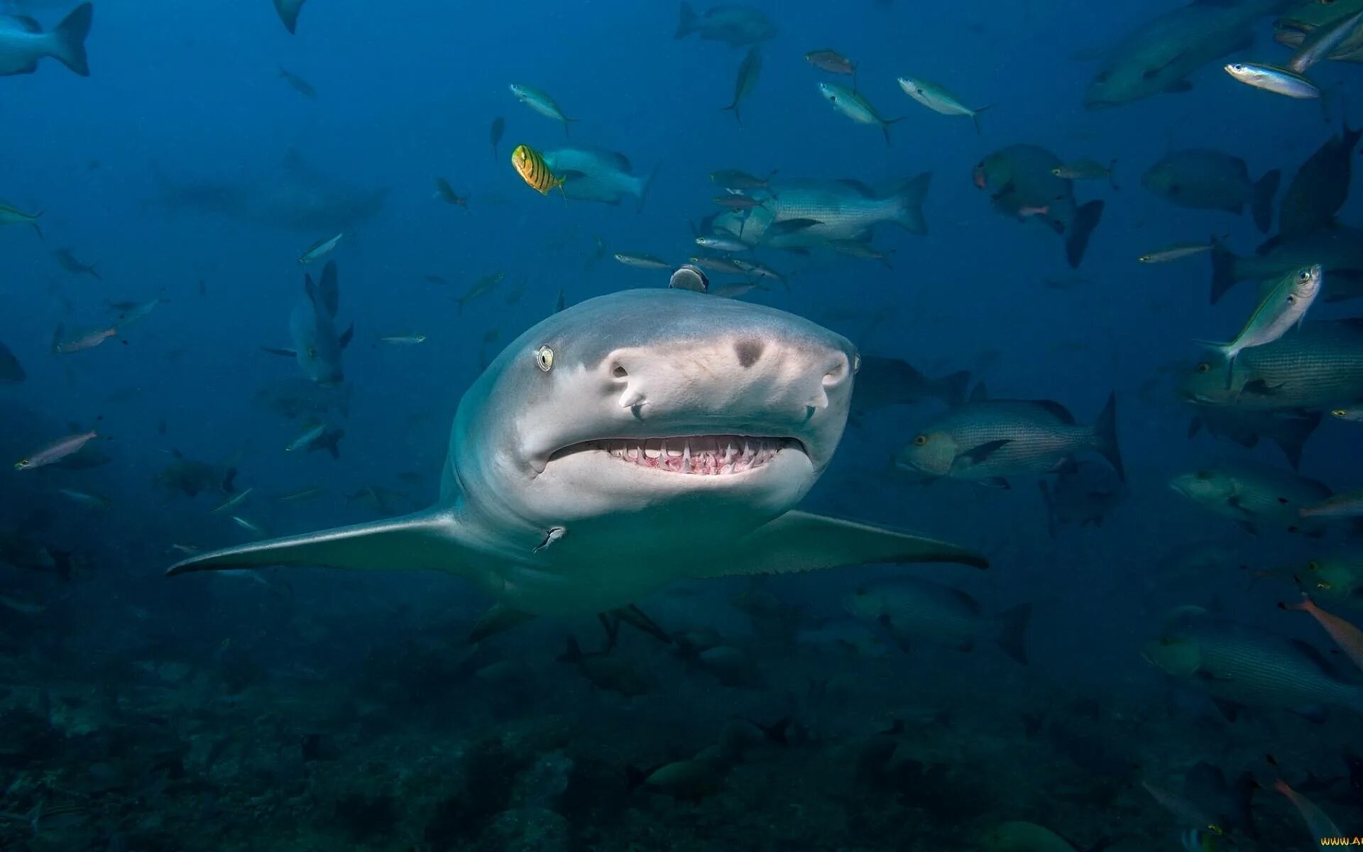 В каком океане акулы встречаются только летом. Акула. Акулья морда. Фото акул в океане. Акула обои.
