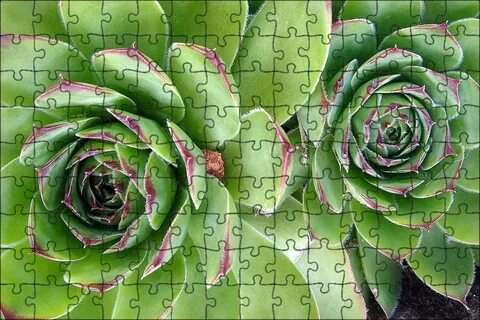 Rocked plants