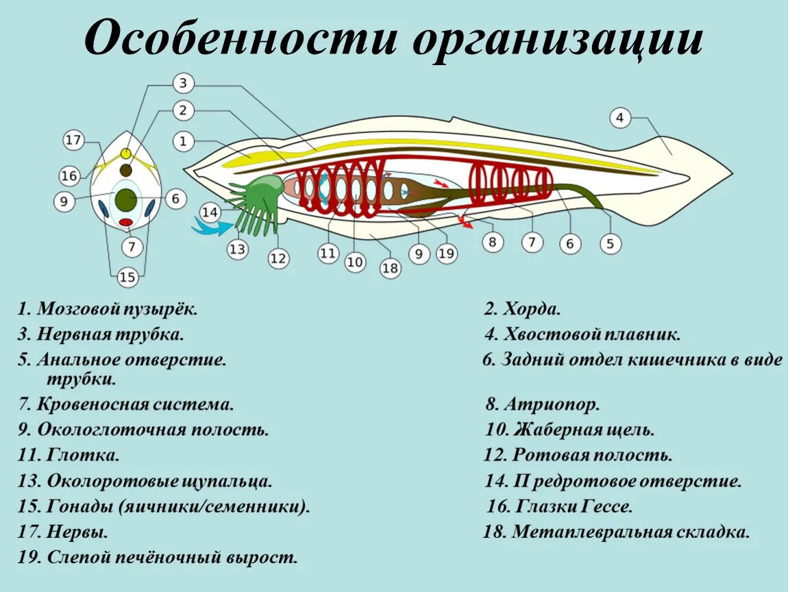 Конспект по теме Тип Хордовые 7 класс кратко. Тип Хордовые 7 класс биология. Общая характеристика типа Хордовые Бесчерепные и рыбы. План конспект по биологии 7 класс Тип Хордовые.