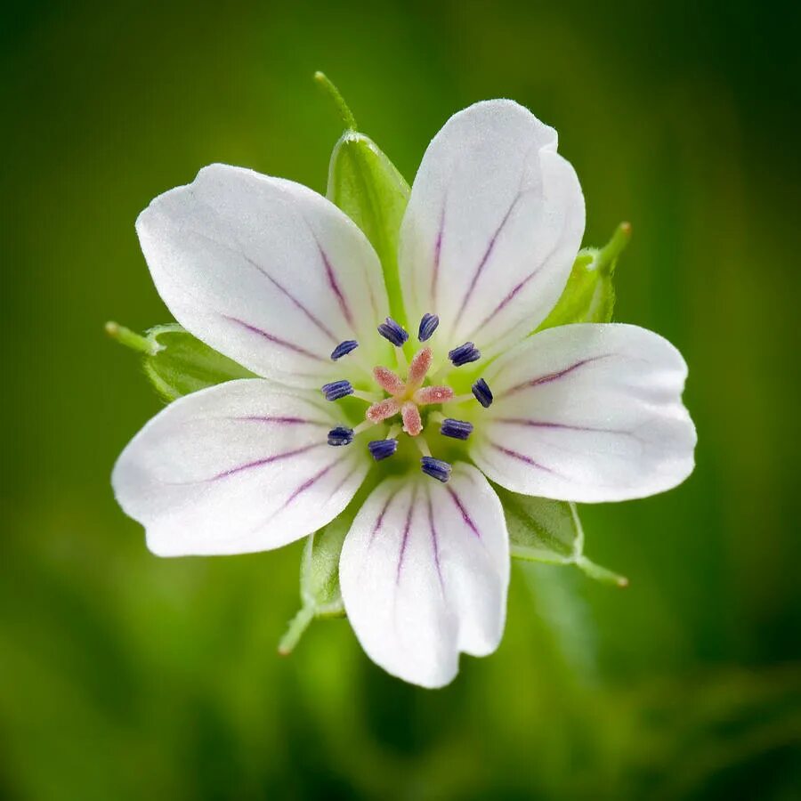 Маленькие белые цветы. Цветок фотографии Милька. Small Flowers.