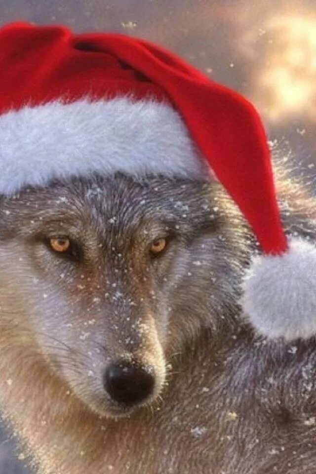 Волк мороз. Новогодний волк. Волк в новогодней шапке. Волки в новогодних шапочках. Волк в шапке Деда Мороза.