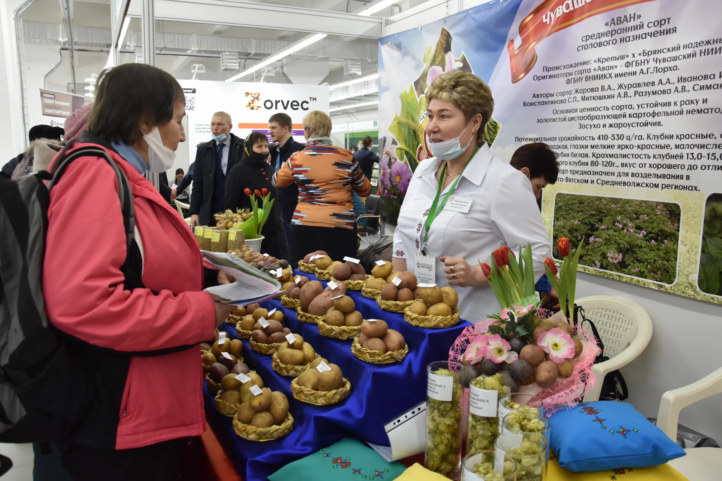 выставка картофеля в чебоксарах. выставка картофеля в чебоксарах в 2023 году. выставка картофеля чебоксары. сельскохозяйственная ярмарка. картофельная выставка.