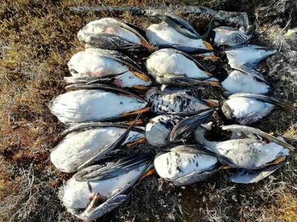 Гусь в архангельском