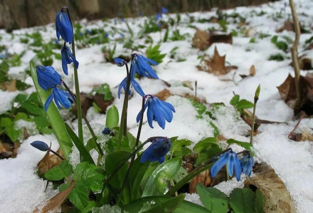голубые подснежники пролески. мелколуковичные первоцветы. пролески и подснежники. первоцветы пролески. первоцветы пролеска голубая.