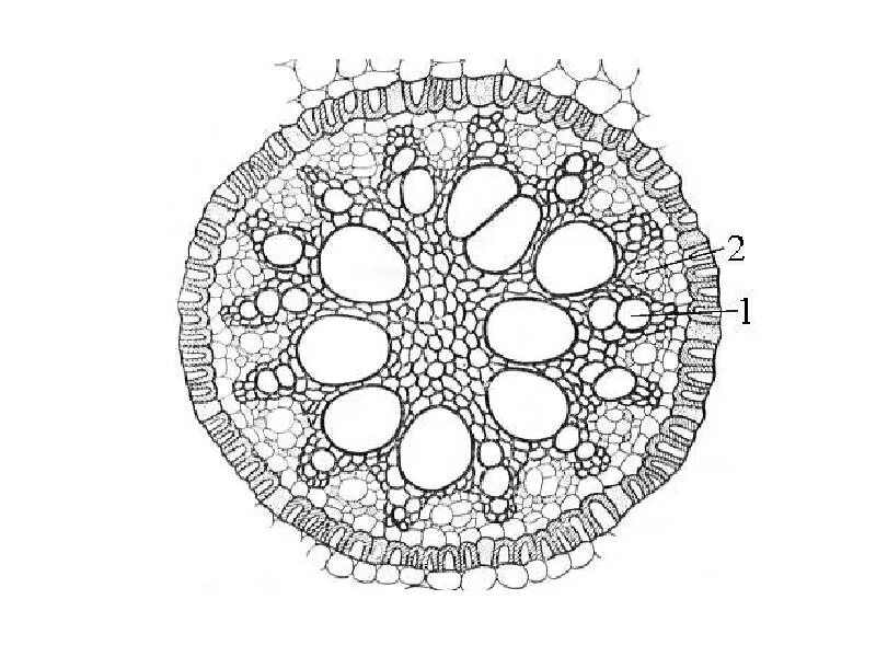 Проводящий пучок однодольного растения. Поперечный срез корня однодольного растения. Поперечный срез корня двудольного растения. Поперечный срез корня однодольного. Радиальный пучок корня ириса.