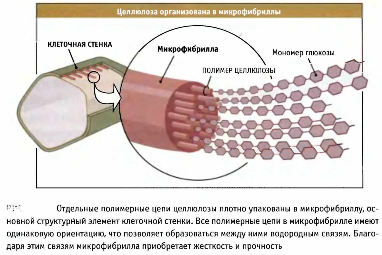 Микрофибриллы строение и функции. Микрофибриллы строение и функции. Микрофибриллы. Микрофибриллы в клетке. Микрофибриллы.