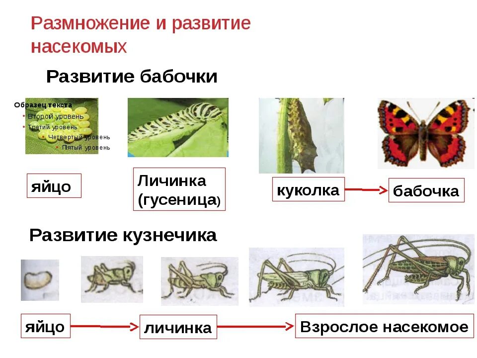 Какой тип развития характерен для бабочек. Размножение насекомых с полным и неполным превращением. Стадии развития насекомых 3 класс окружающий мир. Типы развития насекомых схема. Тип развития фазы развития насекомые таблица.