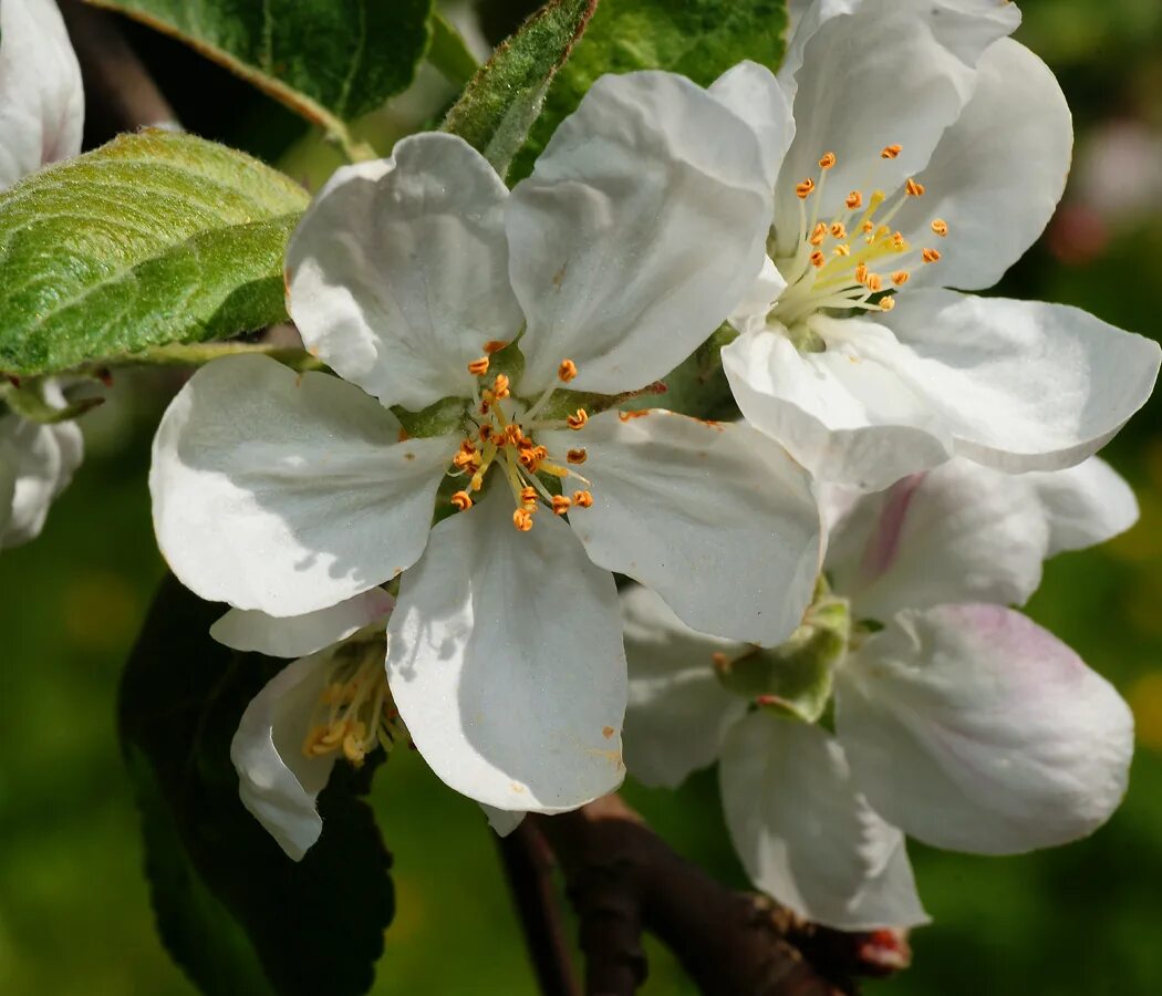 Яблоня й. Яблоня Malus domestica. Яблоня домашняя (Malus domestica). Яблоня Malus Hyslop. Яблоня – Malus domestica саженец.