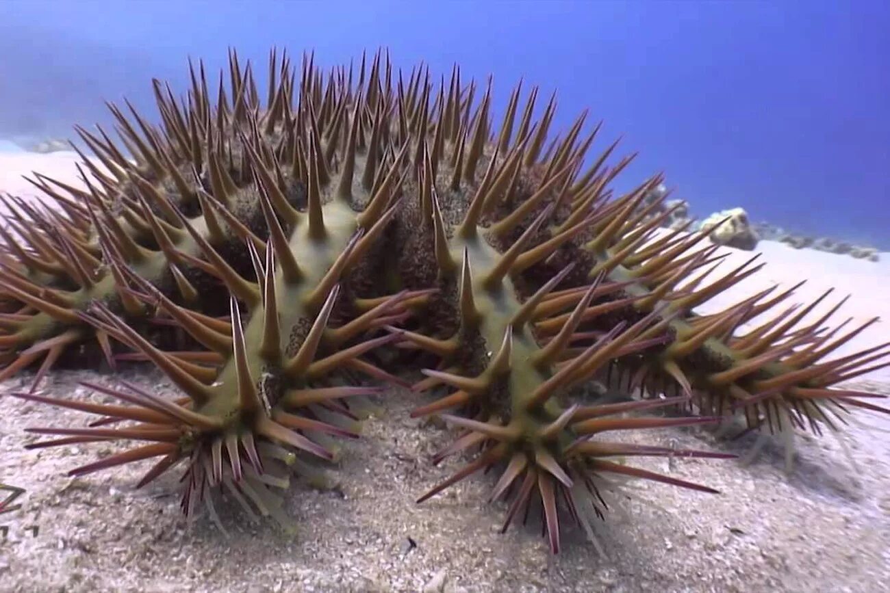 Терновый венец морская звезда. Терновый венец (Acanthaster planci). Акантастер морская звезда. Терновый венец иглокожие.