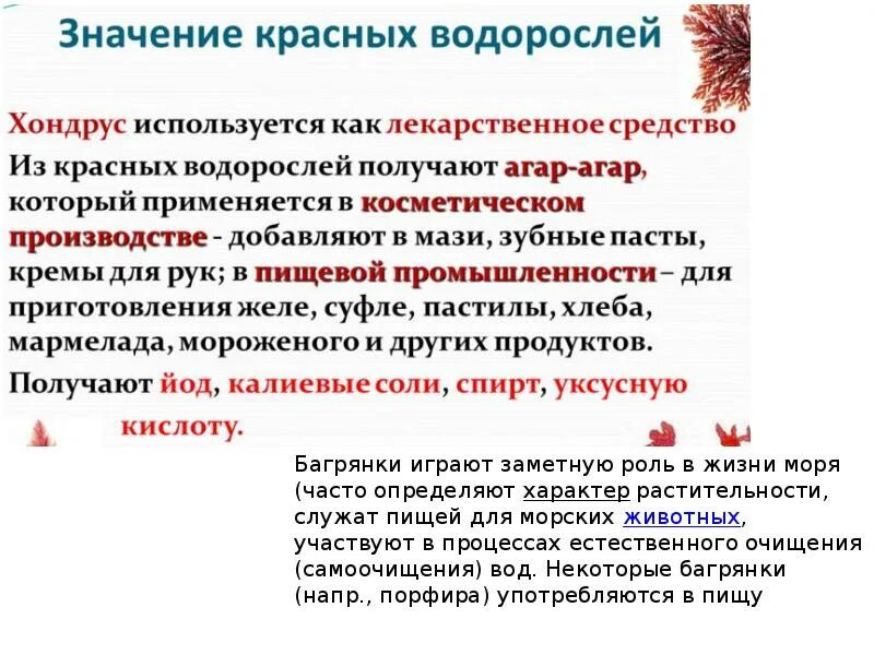 Сообщение о красных водорослях 7 класс кратко. Красные водоросли багрянки. отдел красные водоросли значение. презентация красные водоросли багрянки. значение красных водорослей.
