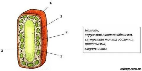 Плотные оболочки